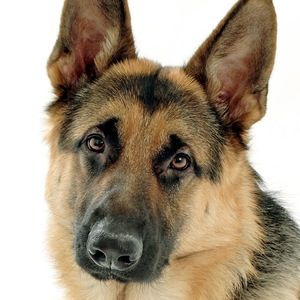 Meet your Posher, Amara